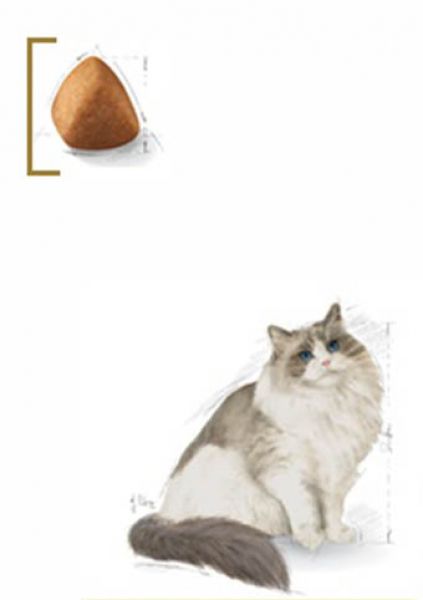 royal canin ragdoll